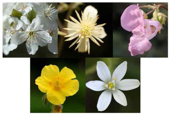 Crystal-Herbs Bach flower Revival Remedy