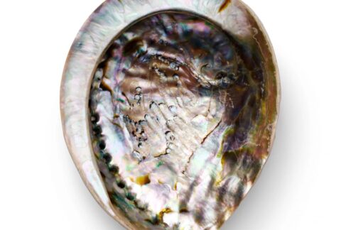 Abalone-smudging-Shell-12cm