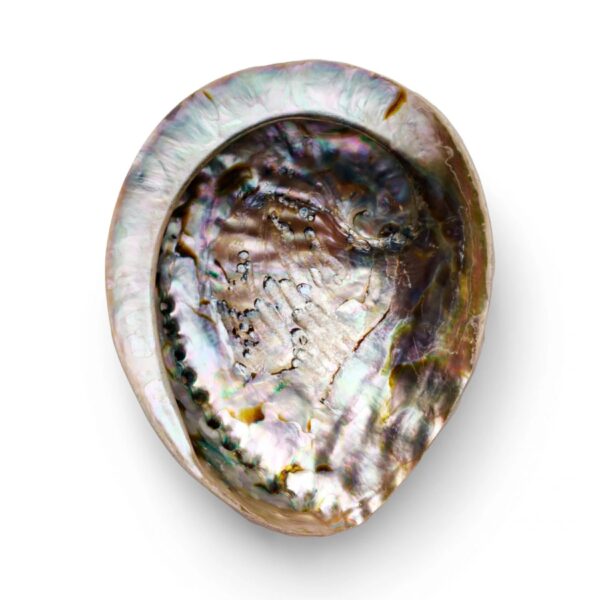 Abalone-smudging-Shell-12cm