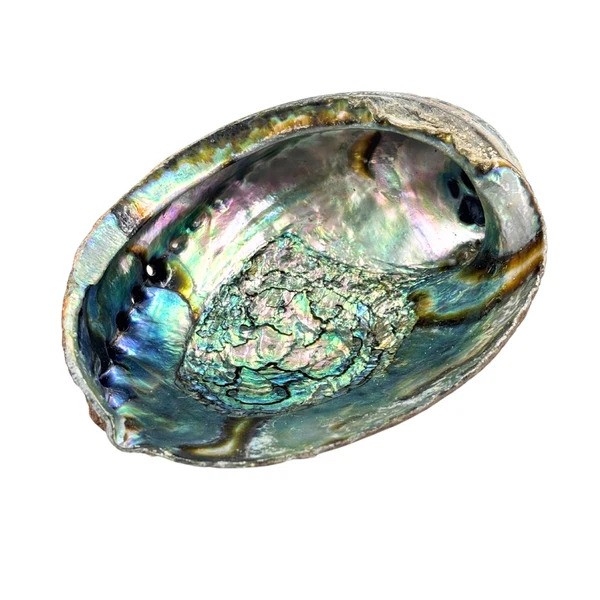 Abalone-smudging-Shell-natural-xl