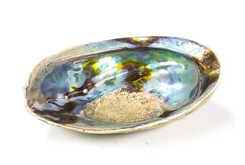 Rainbow-Abalone--smudge-shell