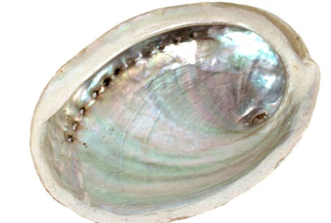 abalone-shell-natural