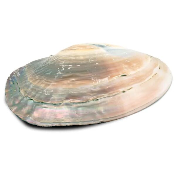mother-of-pearl-shell-16cm