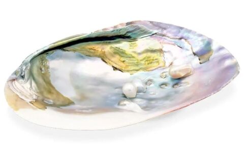 mother-of-pearl-shell