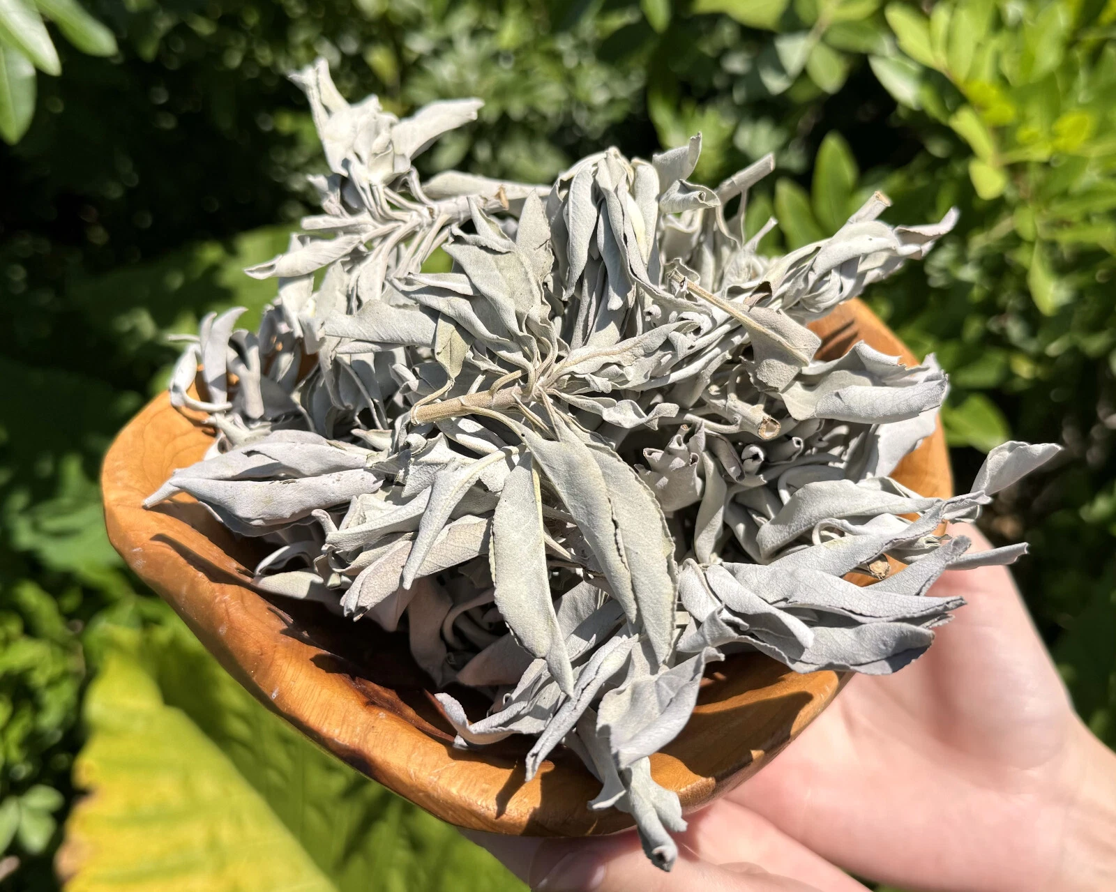 Purification-White-Sage-Smudge-Leaves