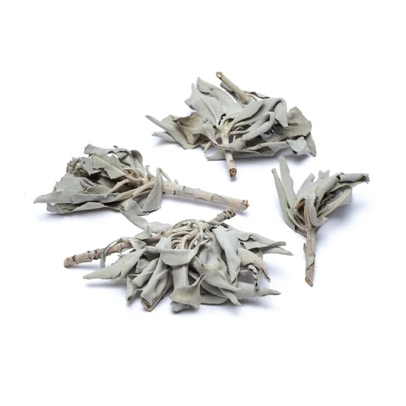 White-Sage-Smudge-leaves-salvia-apiana-50.g
