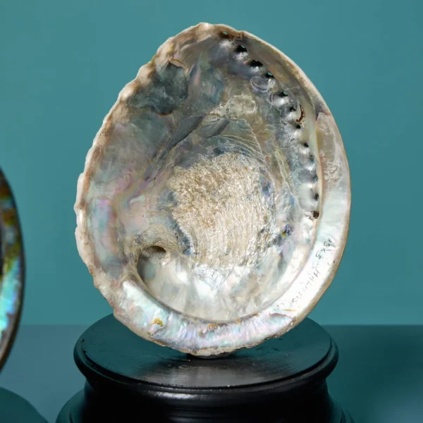 Abalone-smudging-Shell-18cm