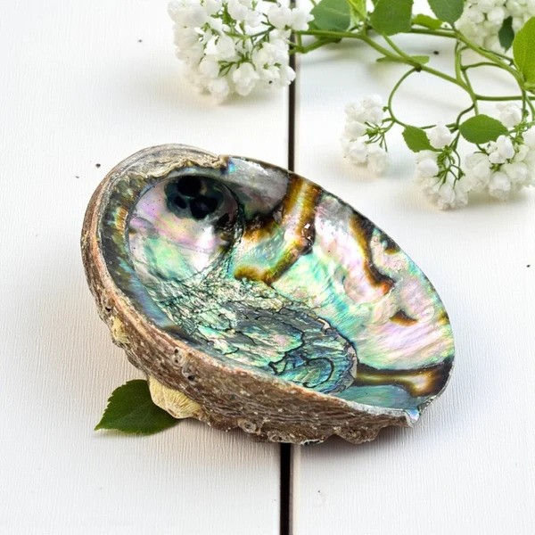 Abalone-smudging-Shell-natural