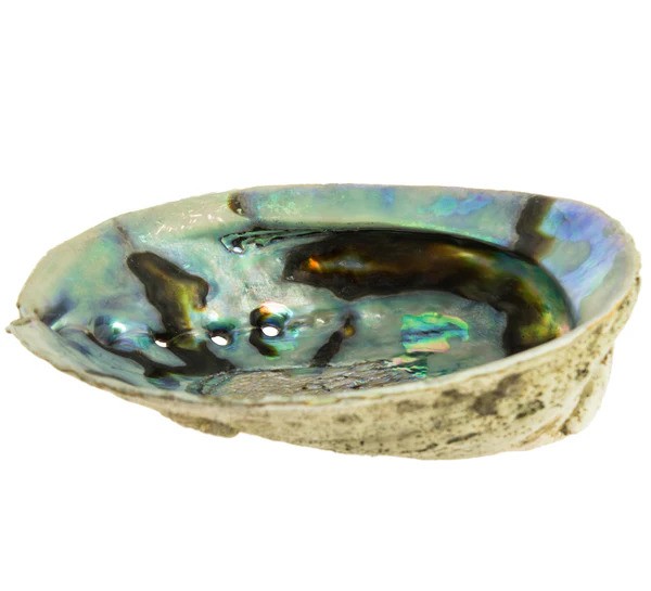 Abalone-smudging-Shell
