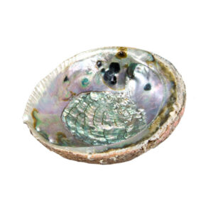 sage-abalone-smudging-shell