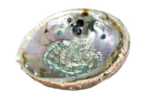 sage-abalone-smudging-shell