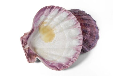 Abalone-smudging-Shell-lion-paw-sea-13-cm